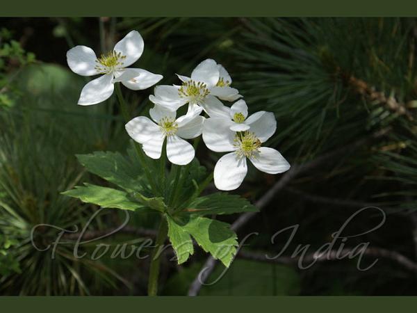 Anemone tetrasepala - Four Petal Anemone